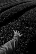 هـــــــــــــــــــــــعی......