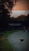 چقدرذوق‌داشتم،وچقدرکورشد ؛