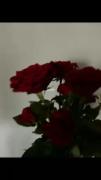 رز قرمز>>>>>>‌‌‌‌‌‌‌‌‌‌‌‌‌‌‌‌‌‌