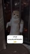 گربه منتظر: یک ویدیوی طنز با موسیقی آرامش بخش