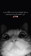 گربه بامزه و متن طنز: کوچولوام ولی به اعصابت میرسم!