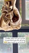 گربه هه کجا رفته از سرما😂😂😂