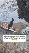 مردم از خنده اخه این داره چیکار میکن🤣🤣