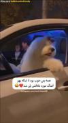 چجو عشق میکنه😂😍‌‌‌‌‌‌‌‌‌‌‌‌‌‌