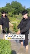 و منی ک پسر از بغلمم رد نشده هعی روزگار🤣🤏