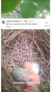 لامصب چقد قشنگ صداگزاری کرده😂