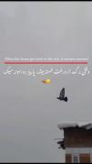 غمگینی برگ و درخت در پاییززززز