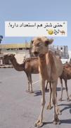استعداد خنده دار شتر در سوت زدن!