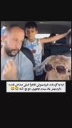 گوسفند باحال با عینک آفتابی در ماشین: لحظات طنز و خنده‌دار!