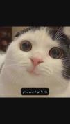 کلیپ طنز گربه ها: من فقیرم!