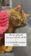 گربه بامزه و متن طنزآمیز درباره درد کمر فرشته‌ها!
