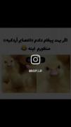 دیگه هواستون باشه یه وقت اردکی نشید😂😂😂