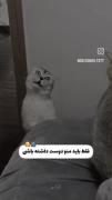 کلیپ کوتاه و عاشقانه ریلکس برای بعضی موقع ها