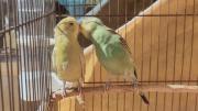 یکم زیبایی ببینیم......🌈🤍💚⁦(⁠ ⁠◜⁠‿⁠◝⁠ ⁠)⁠♡⁩