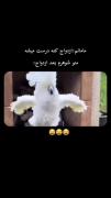 وقتی مامانم میگه ازدواج کنه درست میشه! طنز ازدواج با طوطی رقصنده