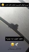 دعوای کبوتری باشه؟😂🕊 ‌