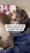 همه برا یاراشون موش میشن این یکی دایناسور شد😂😂
