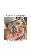 گربه و ویتامین M: ویدئویی طنز درباره پول و خوشبختی
