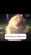 گربه ملوس: فرشته‌ای پشمالو در دل طبیعت
