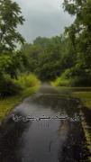 ادیت احساسی با آهنگ رز سفید حامیم در جاده بارانی