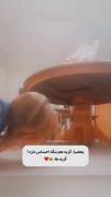 کی گفته گربه ها احساسات ندارند