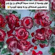 ولی زیبایی گل رز یخ زده با هیچی قابل مقایسه نیست🥲🌹❄️