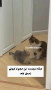 ووویی چه کیوته🥺...... واقعا گربه حق داشت.... 