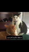 بعله دیگه لحجه مشهدی همینه.....🤣😂