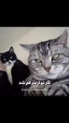 برای اونایی که تازه جدا شدن 😹 