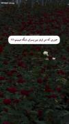 جوری که من اونو بین پسرای دیگه میبینم❤️‍🩹