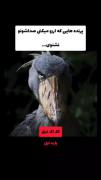 پرنده هایی که ارزو میکنی صداشونو نشونی