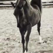 عشـــق اســب ❤️ لایک یادت نره 🔥