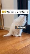 پیشی جون مثل خودمه😎✩ツهه هه هه