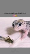 مارمولک کیوت وجود ندا.........
