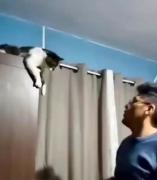 گربه پرو دیده بودیــنــ:) 😂🤣