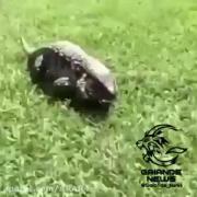 وایی بچه ها ببینید چه حرکت باحالی میزنه این تمساح کوچولو🗿😱