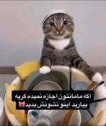 اگه مامانتون اجازه نمیده گربه بیارید اینو نشونش بدید: 😂