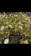 جوری که کسی که داره این ویدیو رو: 🥺✨