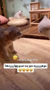 موهههریشوووو بده بره 😂😂😂😂😂