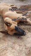 از بزرگی پرسیدند وفا یعنی چی گفت