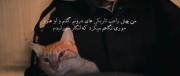 همدم من، نوری در تاریکی: گربه‌ای که عشق بی‌قید و شرط می‌دهد