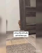 وقتی مامانم میگه برو بشمار یک ...دو....😂