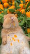 نگاه داره چطوری پرتقال میخوره :🤤🍊