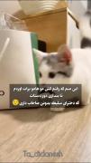 کش موهام رو برات بیارم بندازی دور دستات بفهمن مال منی؟ 