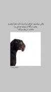 بله داداشای من به روایت فیلم:))))) 