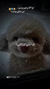 ای نازلی‌ای‌نازلی‌ملوسو:)🥺💞🐏