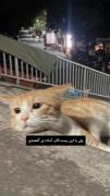 اسپایدرکت وارد میشود 🤣🤣🤣🤣 