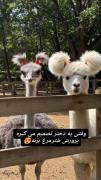 والای چه کیوت شدن شتر مرغ ها🙈