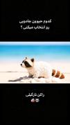 کدوم حیوان جادویی رو انتخاب میکنی..