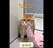 😂⭐♥طنز گربه کوچولو شب عید😂⭐♥